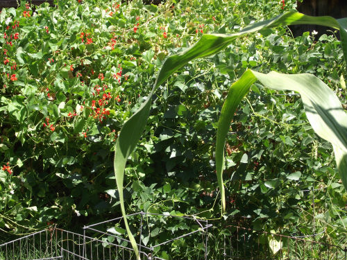 Runner Beans on bush with Limas